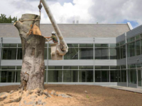 The beech tree outside the Lanphier Center was cut down during the summer while students were away from campus.